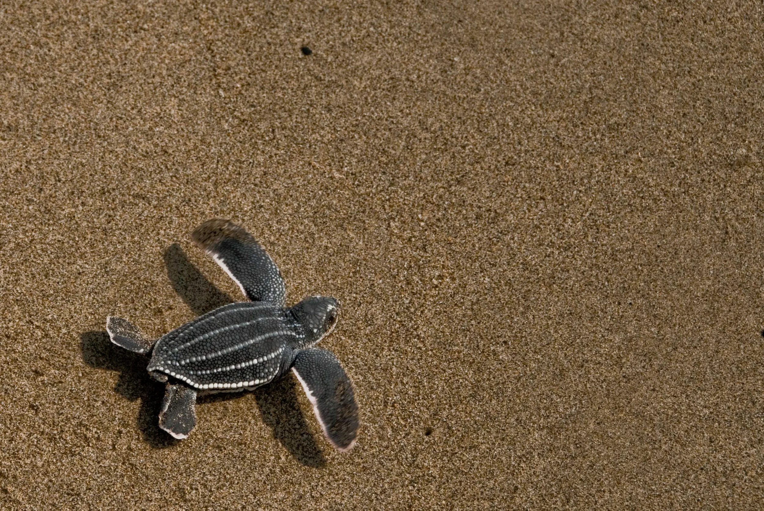 Leatherback turtles in Armila San Blas