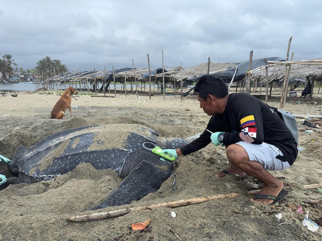 Leatherback turtles in Armila San Blas