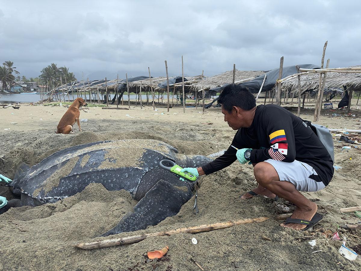 Leatherback turtles in Armila San Blas