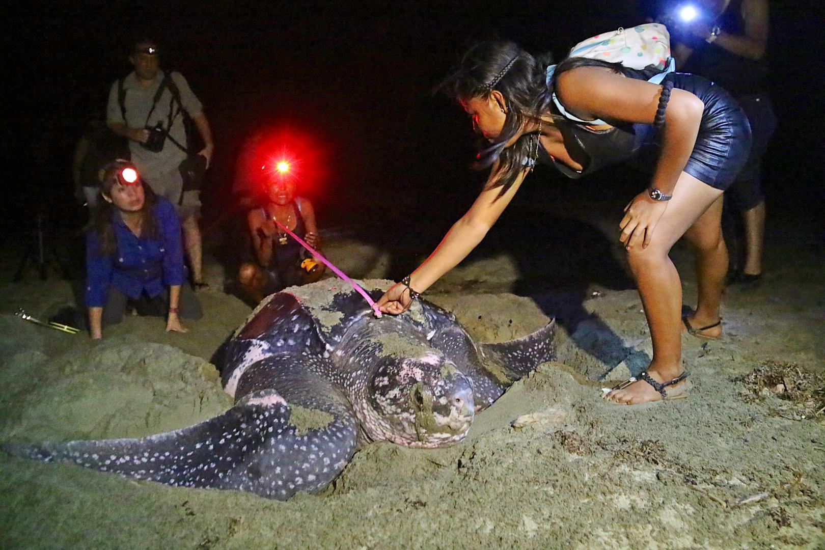 Leatherback turtles in Armila San Blas