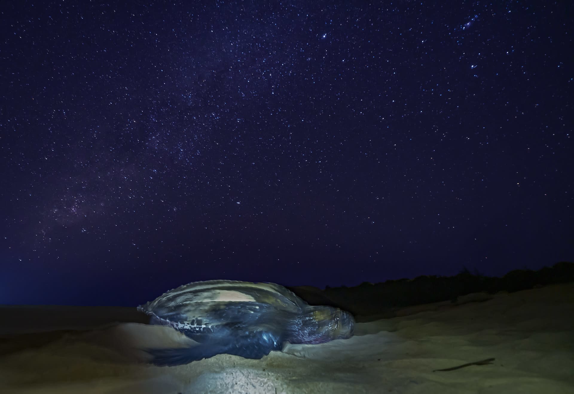 Leatherback turtles in Armila San Blas