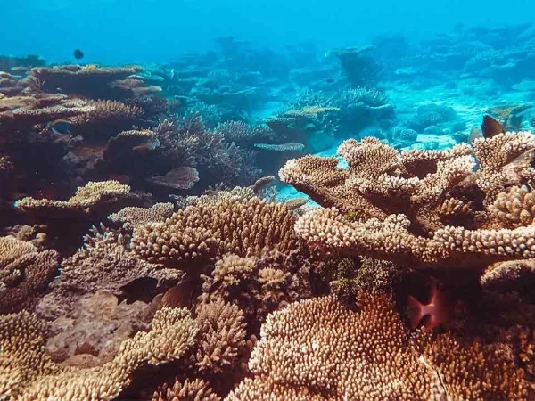 Snorkeling over a shallow coral reef in San Blas